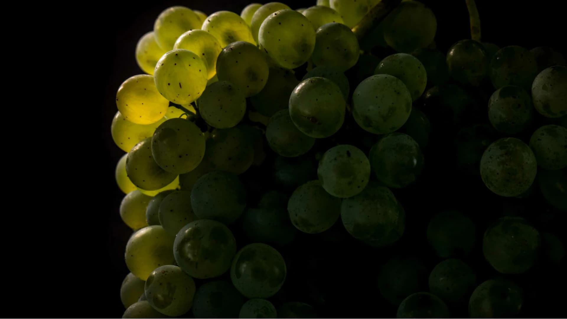 Uvas
